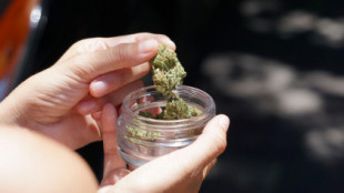 Las farmacias proponen una "prueba piloto" de venta de cannabis medicinal