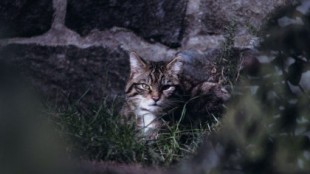 El gato montés, en peligro de extinción: el ser humano provoca el 83% de las muertes