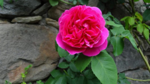 El valle del Narcea (Asturias) recupera una antigua rosa única en el mundo