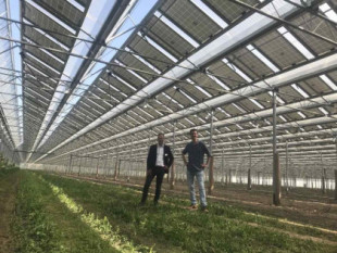 Un invernadero fotovoltaico francés genera 3,1 GWh y 4 toneladas/hectárea de espárragos en un año
