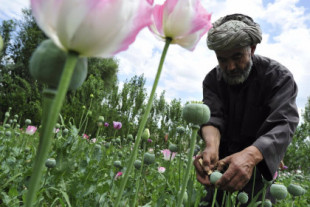 El líder talibán prohíbe el cultivo de opio y el uso de alcohol y estupefacientes en Afganistán