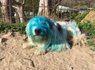 Maltrato animal: buscan a la persona que pegó y pintó de azul a una perrita