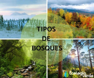 Tipos de bosques - Características y Fotos