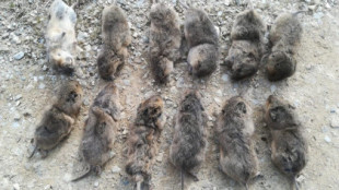 La plaga de ratas topo destroza pastos en Os Ancares y continúa extendiéndose