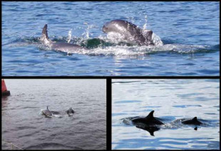 Investigadores encuentran a un delfín intentando comunicarse con marsopas