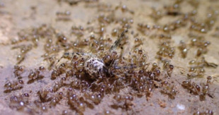 La kriptonita de las hormigas locas o cómo contener una marabunta