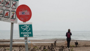 "Los perros sueltos son la gran amenaza del chorlitejo en las playas"