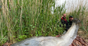 Capturan un monstruoso siluro de casi tres metros y cien kilos tras una "batalla épica" en el Ebro