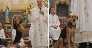 Cada domingo, este sacerdote presenta perros callejeros a sus fieles para su posible adopción [FR]