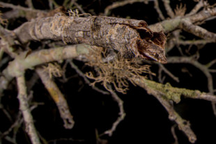 9 fotografías del redescubrimiento de una especie de gecko tras 110 años desaparecida