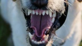 Imponen cárcel a los dueños de seis perros peligrosos que mataron a un hombre