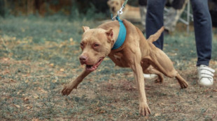 Un perro de raza pitbull mata a su dueño de 26 años