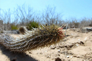 Chirinola: el cactus que "camina" y emigra grandes distancias
