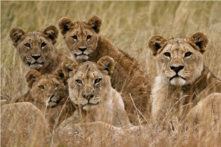 Las siete especies de gatos salvajes de África