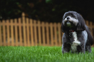 Sanción por dejar a nuestras mascotas en el patio o la terraza de la vivienda