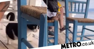 Hombre filmado pateando a un gatito hacia el mar en Grecia se enfrenta a 10 años de prisión
