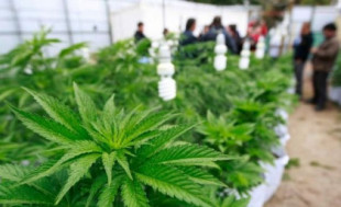 Argentina: Aprueban el desarrollo del cannabis medicinal