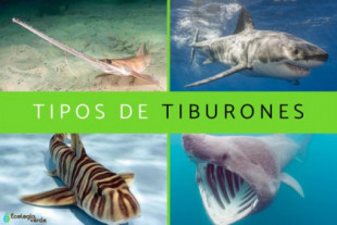 Tipos de tiburones: cuántos hay y especies