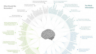 Cada sesgo cognitivo en una infografía (inglés)