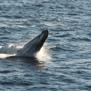 Registran "el disparo", un nuevo sonido emitido por la ballena jorobada