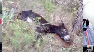Fiscalía aprecia maltrato y traslada a juzgado la muerte de 10 burros 'antiincendios' del Consell