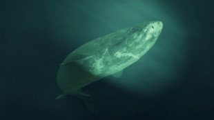 Así es el tiburón de Groenlandia: la bestia ciega que puede vivir más de 400 años