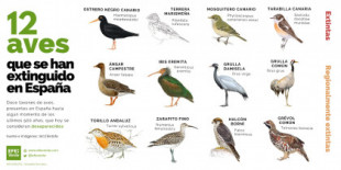 Doce aves que se han extinguido en España en los últimos siglos