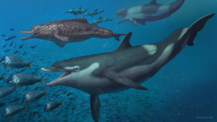 Ancestros desconocidos de delfines descubiertos en la actual Suiza