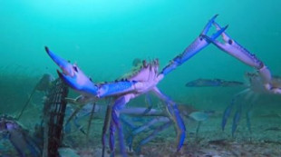 Crab.e.cam: los videos de cangrejos submarinos que cautivan a Australia (Eng)