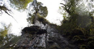 Hallado en Chile un nuevo candidato a árbol más antiguo del mundo