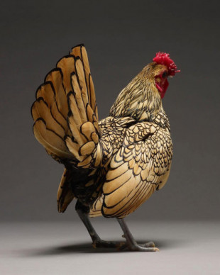 Retratos de las “gallinas más hermosas del mundo” captan la belleza infravalorada de esta especie