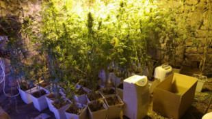 Piden siete años de cárcel a los miembros de un club de consumo de cannabis