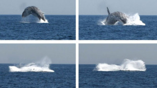 Captado un salto de una ballena a 16 kilómetros de la costa de Barcelona