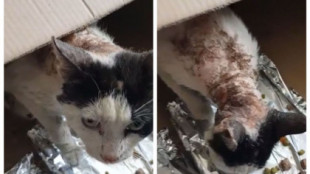 Queman con ácido a un gato en Burriana: "Le han hecho todo el daño que han querido porque es muy dócil"