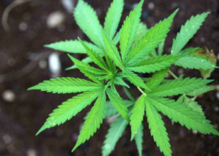 Universidad Hebrea crea variedad de cannabis con un 20% más de THC