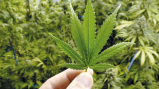 Marruecos pone en marcha una agencia de regulación del cannabis legal
