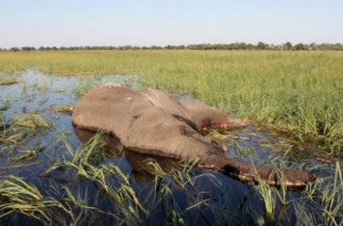 Todavía no está claro por qué murieron más de 400 elefantes en Botsuana