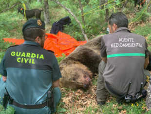 Un macho de oso fallece despeñado en la Montaña Palentina tras una pelea con una hembra con cría