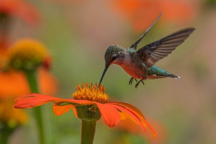 El calentamiento global y los colibríes
