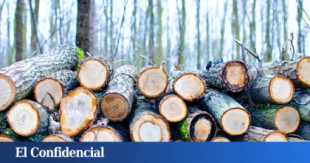 ¡Eureka! Cultivar madera sin talar árboles ya es posible