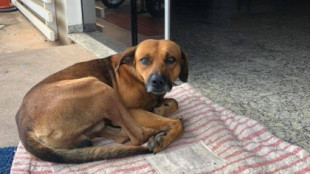 Un perro se queda cuatro meses esperando en la puerta del hospital donde falleció su dueño