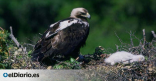 Las águilas imperiales de Doñana no tienen qué comer y sobreviven con "supermercados" de conejos