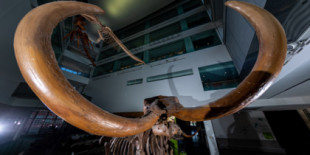 Los colmillos de este mastodonte revelan la historia de sus viajes 'por amor' hace 13.200 años