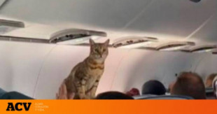 Un gato sorprende a los pasajeros de un avión