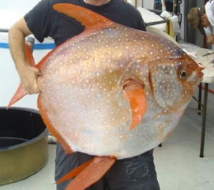 ¿Qué sabes sobre Opah, el pez de sangre caliente?