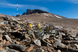 Científicos de 8 universidades y del CSIC consideran un “grave riesgo” la llegada de la Vuelta a las cumbres de Sierra Nevada