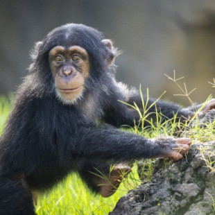 Un chimpancé huérfano en Valencia es la esperanza para la perpetuación de la familia de chimpancé Occidental