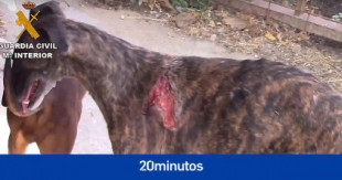 Protectoras de Madrid acogen a los casi 300 animales de la finca donde los mataban para vender su sangre y piden ayuda ciudadana