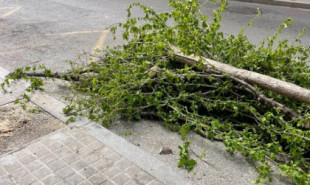 Vecinos de L'Hospitalet rechazan la tala de árboles en uno de los distritos más densos de Europa