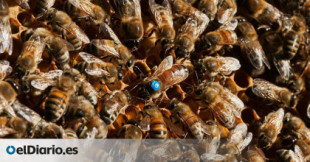 Jaque mate a las abejas: la agricultura intensiva acaba con los polinizadores en Europa
